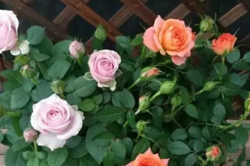 十大勤花有月季花么