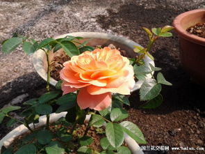 耐阴北阳台的月季