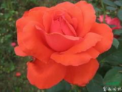 大型灌木月季品种