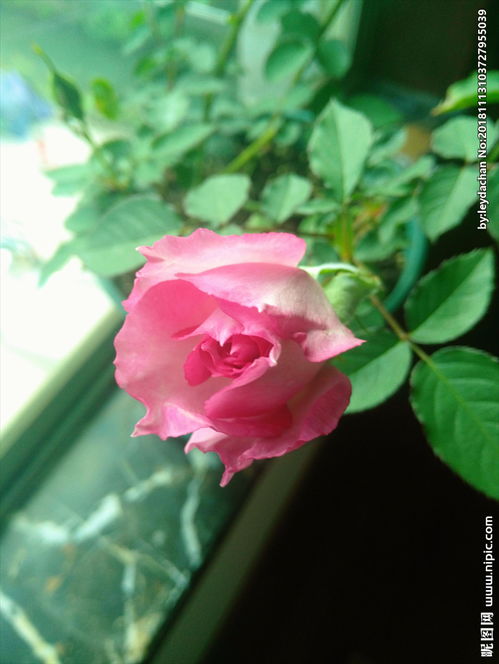 月季花 天方夜谭图片