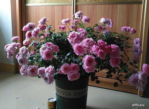 月季京和铃之妖精区别