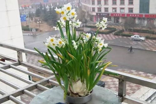 水培植物冬季怎么养,才能健康过冬