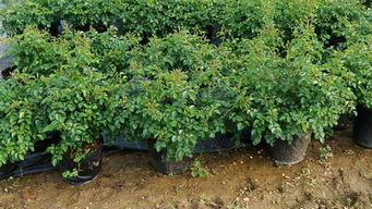 什么是灌木什么是乔木