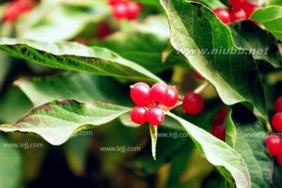 乔木和木本植物的区别