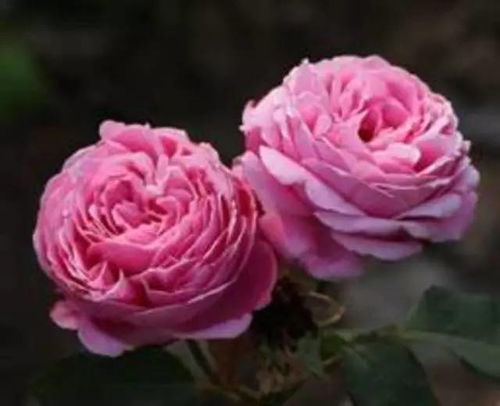 大型灌木月季有哪些品种