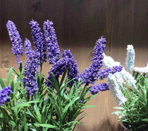 薰衣草太空蓝和英国蓝的区别