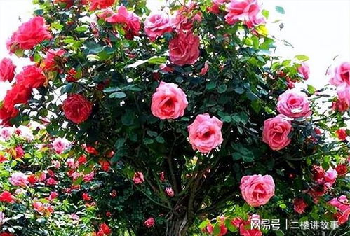 月季棒棒糖好养活吗