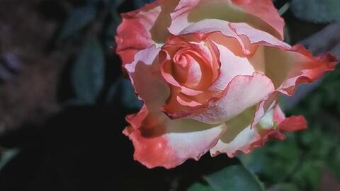 月季胭脂扣怎么样