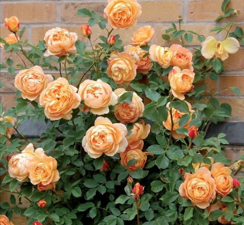 藤宝贝和夏洛特夫人哪个好