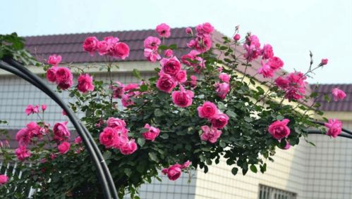 小型藤本月季有哪些品种