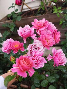 两广地区适合种植的月季