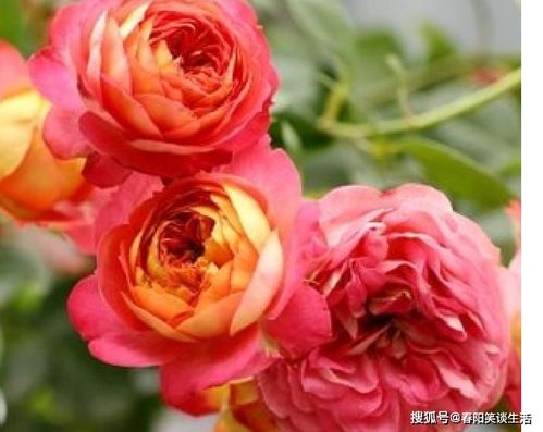 青空月季是藤本还是灌木