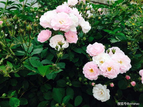 蔷薇花的风姿