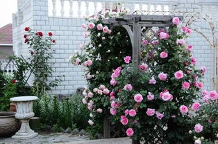 藤本月季几年长成花墙