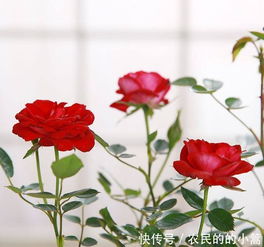 花盆里的月季不开花 这些解决方法,你要学习