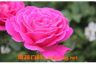 爬墙月季花的养殖方法和注意事项