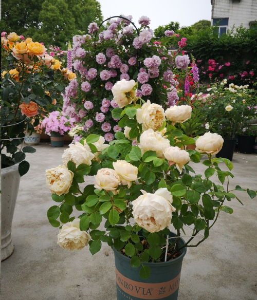 藤本灌木什么意思