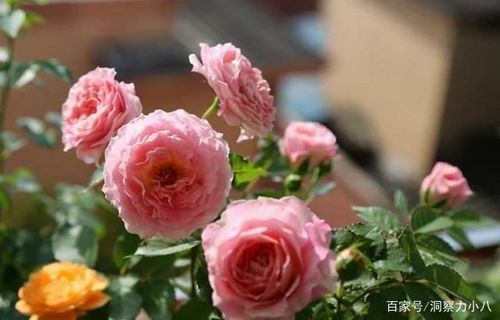 海神王阳台月季淘汰了吗