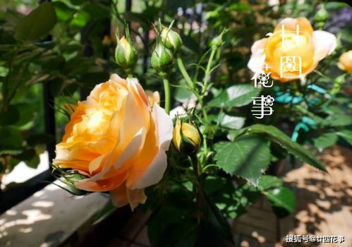 实图详解,3种类型的月季冬剪方法,开春冒强笋,开花大又密 修剪