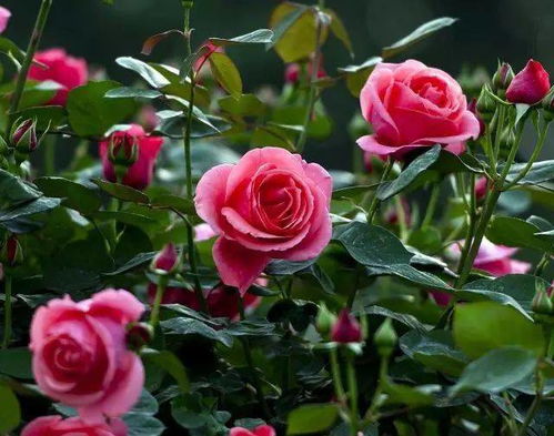 王妃月季花优缺点