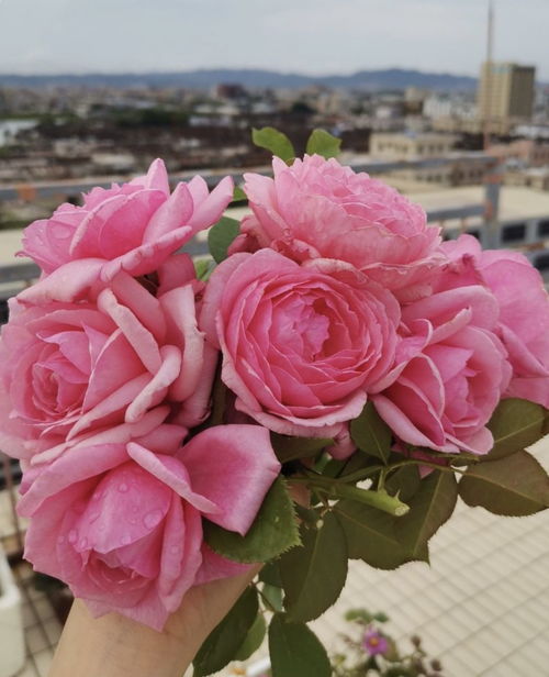 适合阳台的月季