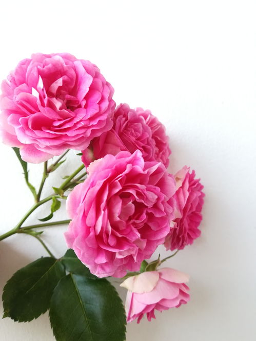 胭脂扣月季的优缺点