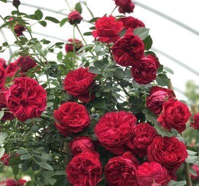 藤本月季四季开花品种