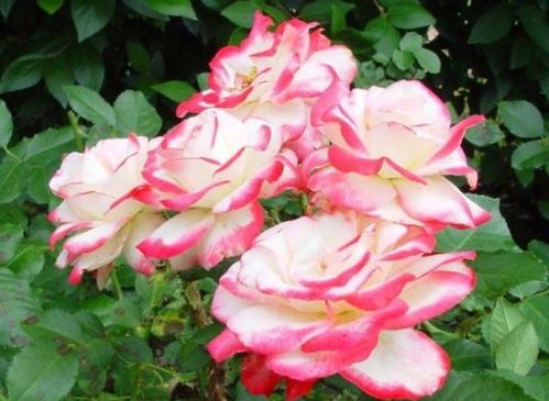 适合地栽的月季品种有哪些