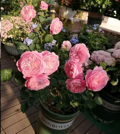 怎么让月季花长得矮又壮