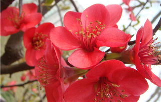 海棠花最好品种排名