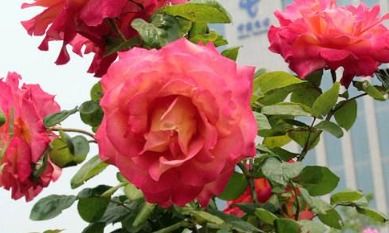 胭脂扣月季是藤本还是灌木