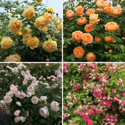 胭脂扣是藤本还是灌木