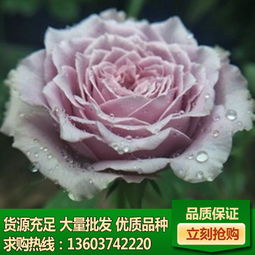 产品橱窗