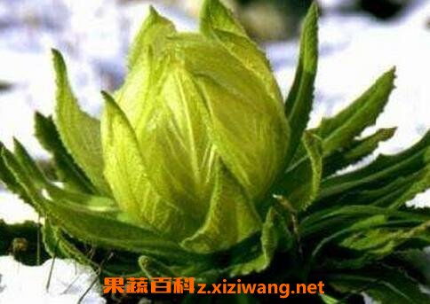 珊瑚果冻的花可以食用吗