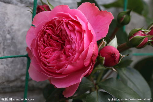 粉色达芬奇月季一年开几次花