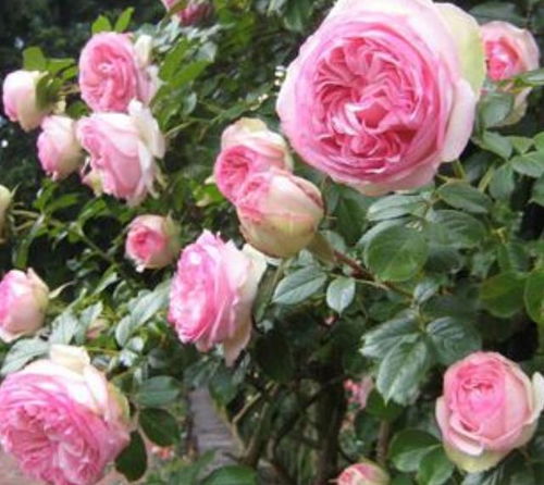 藤本月季和木本月季区别