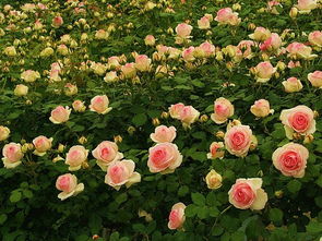 最耐阴的藤本月季