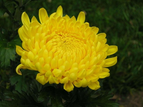 菊花是什么 菊科 菊属多年生宿根草本植物,中国十大名花之一