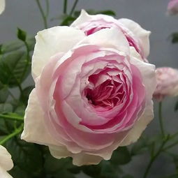 我的心月季值得入手吗