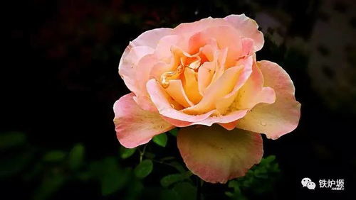 月季 花之皇后