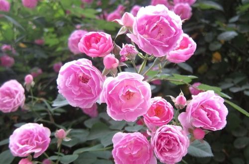 月季羽毛的优缺点