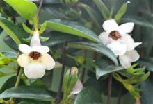 室内植物分类 盆栽植物图片及名称 花卉植物养殖方法 装修保障网