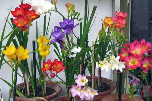 蓝色阴雨一年开几次花