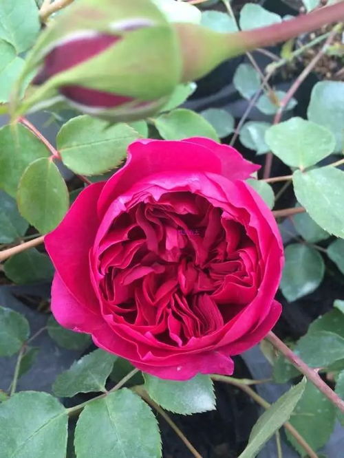 秋日胭脂 月季 开花不断,花大香浓