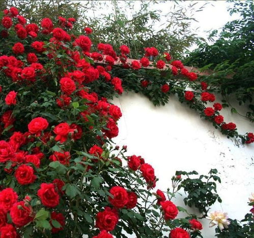 爬藤月季剪短了是不是不开花