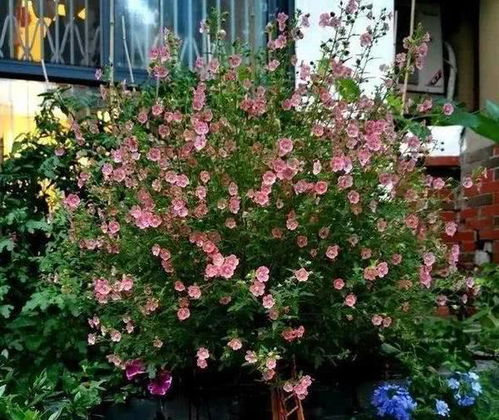 适合阳台暴晒的花卉