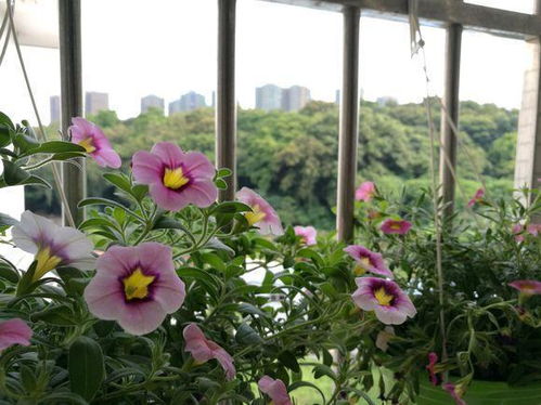 一年四季都适合室外养的植物