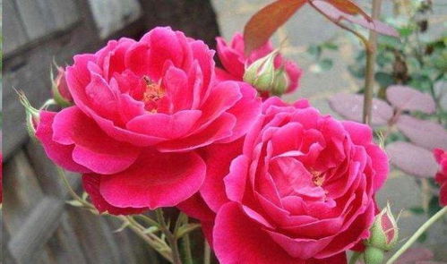 广东开得最好的月季