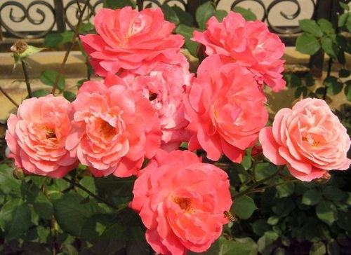 月季有一根长得特别长要剪掉么