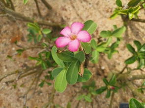 阳台耐旱喜阳植物